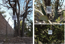Ejemplos de códigos QR situados en distintos árboles